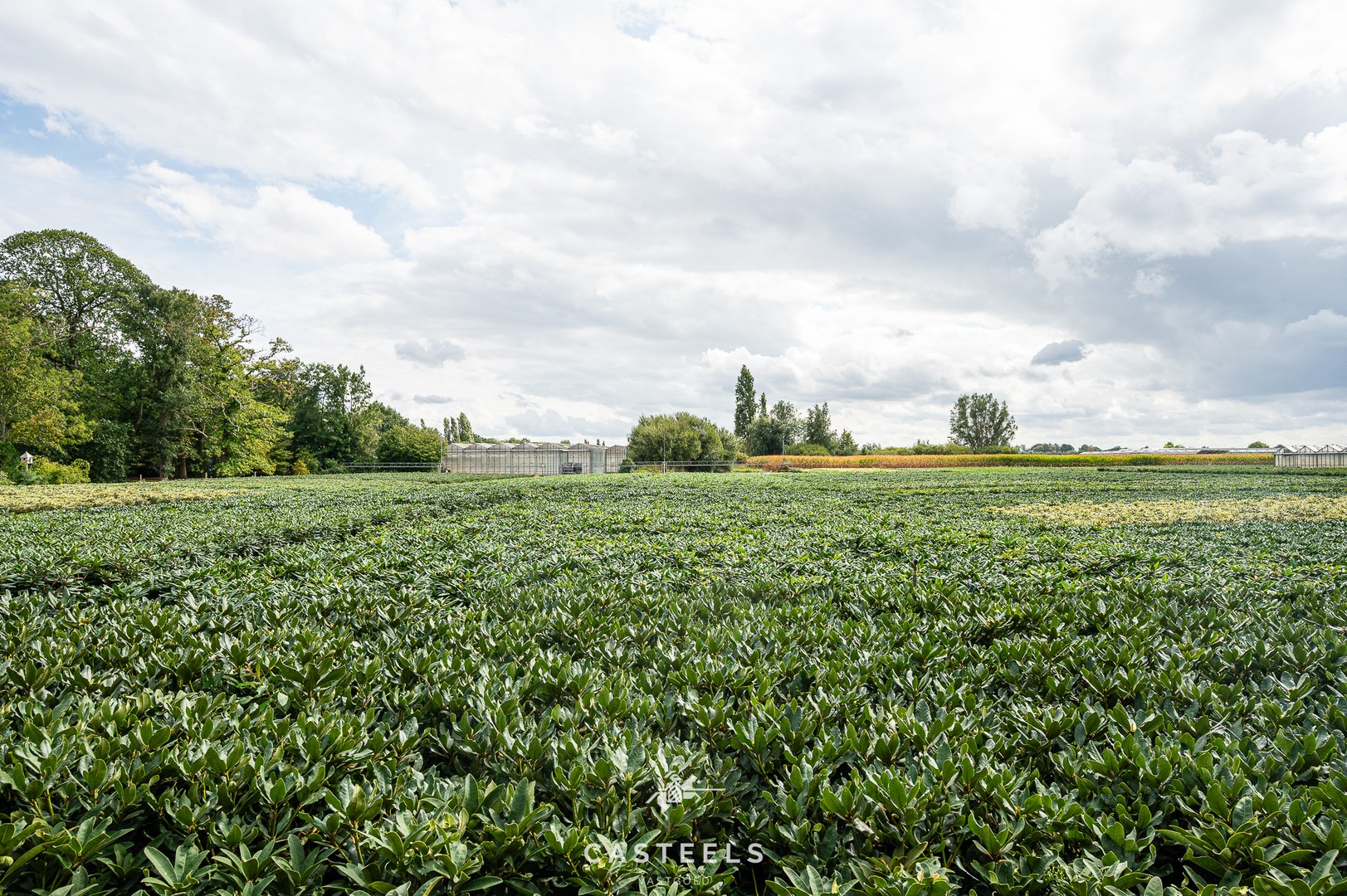 Afbeelding Uitzonderlijke tuinbouwsite in hartje Lochristi - Casteels Vastgoed