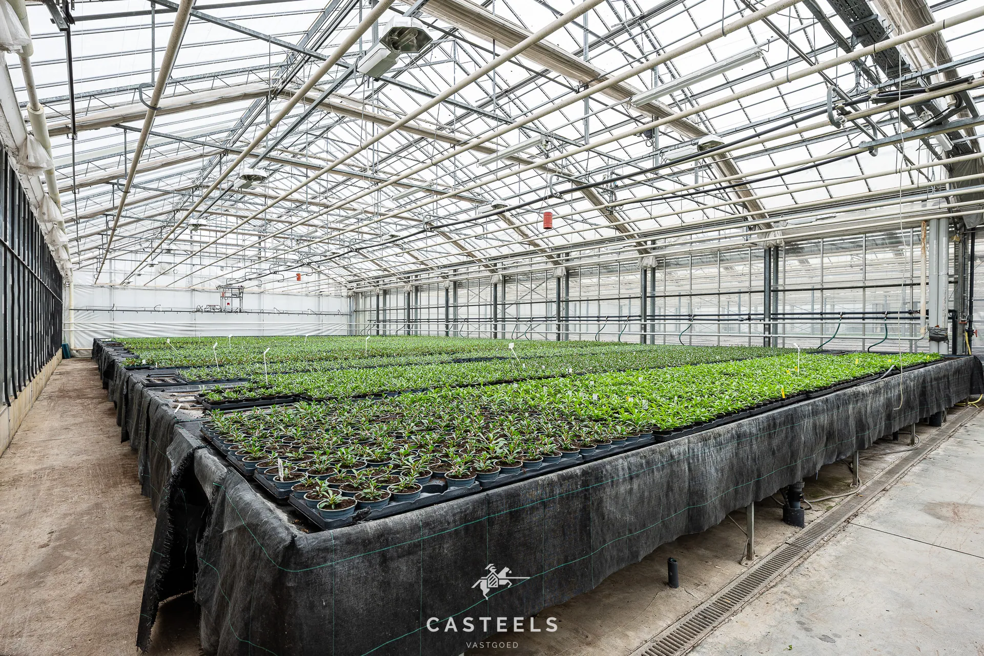Afbeelding Professionele tuinbouwsite van 1,98 ha met 9.400 m² serres nabij E17 / R4 - Casteels Vastgoed