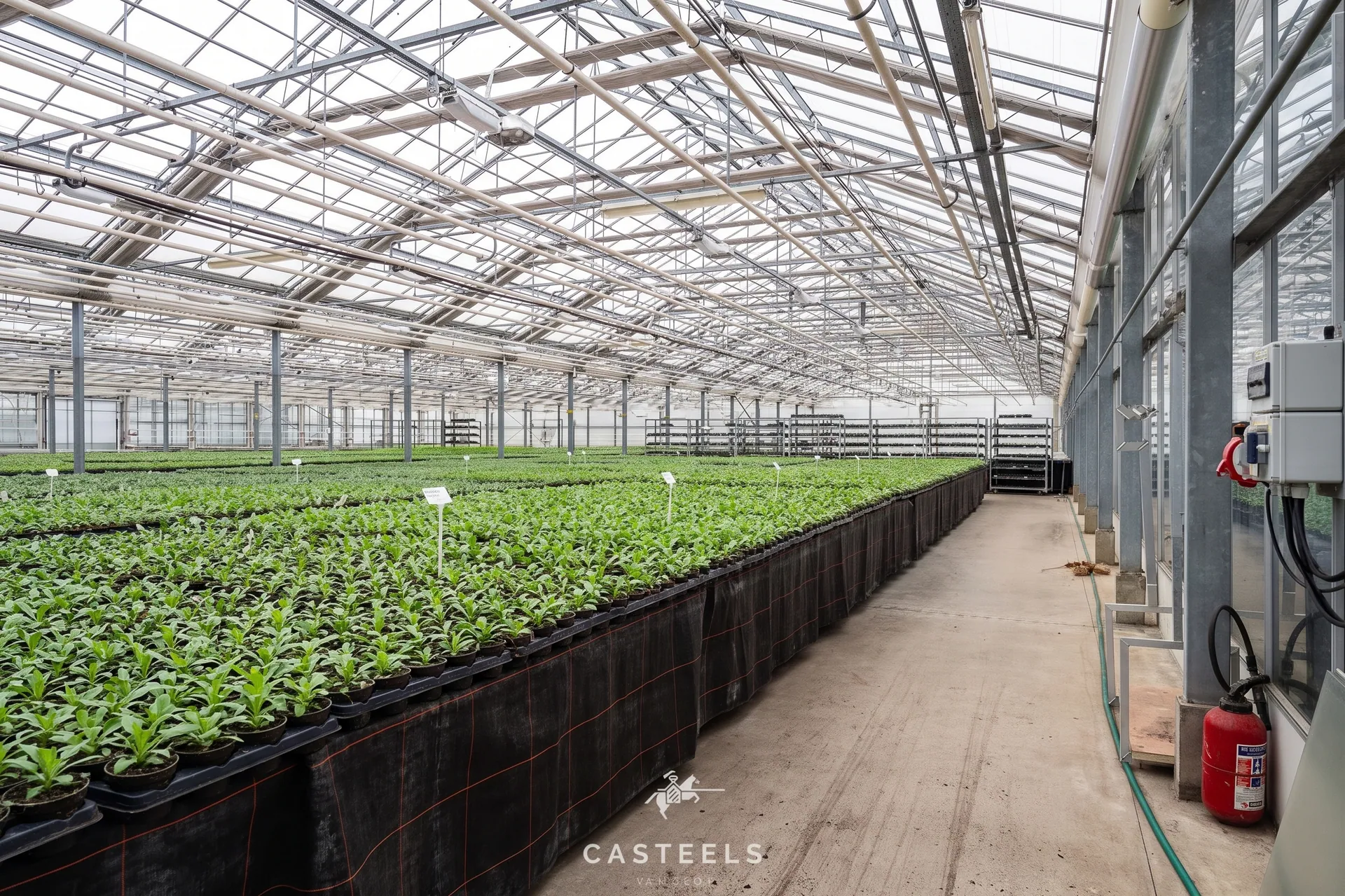 Afbeelding Professionele tuinbouwsite van 1,98 ha met 9.400 m² serres nabij E17 / R4 - Casteels Vastgoed